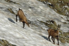 Βαλκανικό αγριόγιδο (Rupicapra rupicapra balcanica) στις κορυφές της Τύμφης Orchis simia Cyclamen automnalis Bombus sp. - ΧΑΡΗΤΑΚΗΣ ΠΑΠΑΙΩΑΝΝΟΥ/ HARITAKIS PAPAIOANNOU