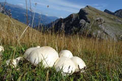 Agaricus sp. - ΧΑΡΗΤΑΚΗΣ ΠΑΠΑΙΩΑΝΝΟΥ/ HARITAKIS PAPAIOANNOU