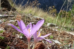 Cyclamen automnalis Bombus sp. - ΧΑΡΗΤΑΚΗΣ ΠΑΠΑΙΩΑΝΝΟΥ/ HARITAKIS PAPAIOANNOU