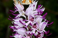 Orchis simia Cyclamen automnalis Bombus sp. - ΧΑΡΗΤΑΚΗΣ ΠΑΠΑΙΩΑΝΝΟΥ/ HARITAKIS PAPAIOANNOU