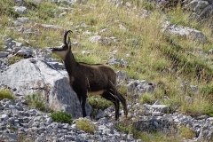 Βαλκανικό αγριόγιδο (Rupicapra ruipicapra) -ΧΑΡΗΤΑΚΗΣ ΠΑΠΑΙΩΑΝΝΟΥ/ HARITAKIS PAPAIOANNOU