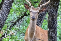 Κόκινο ελάφι (Cervus elaphus) - ΧΑΡΗΤΑΚΗΣ ΠΑΠΑΙΩΑΝΝΟΥ/ HARITAKIS PAPAIOANNOU