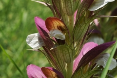 Acanthus balcanicus - ΚΑΤΕΡΙΝΑ ΓΟΥΛΑ/ KATERINA GOULA