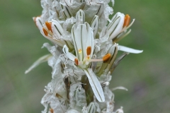 Asphodeline taurica - ΚΑΤΕΡΙΝΑ ΓΟΥΛΑ/ KATERINA GOULA