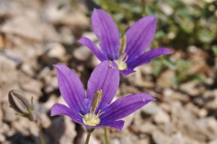 Campanula hawkinsiana - ΚΑΤΕΡΙΝΑ ΓΟΥΛΑ/ KATERINA GOULA