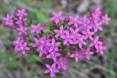 Centaurium erythraea - ΚΑΤΕΡΙΝΑ ΓΟΥΛΑ/ KATERINA GOULA