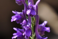 Delphinium balcanicum - ΚΑΤΕΡΙΝΑ ΓΟΥΛΑ/ KATERINA GOULA