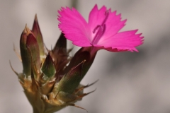 Dianthus cruentus - ΚΑΤΕΡΙΝΑ ΓΟΥΛΑ/ KATERINA GOULA