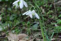 Galanthus reginae-olgae - ΚΑΤΕΡΙΝΑ ΓΟΥΛΑ/ KATERINA GOULA