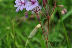 Geranium macrostylum - ΚΑΤΕΡΙΝΑ ΓΟΥΛΑ/ KATERINA GOULA