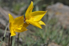 Tulipa australis - ΚΑΤΕΡΙΝΑ ΓΟΥΛΑ/ KATERINA GOULA